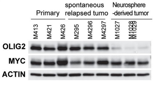 Western blot analysis of OLIG2 and MYC expression.jpg
